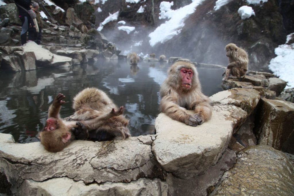 Makaki Śnieżne w japońskich Himalajach, fot. Beata Pawlikowska