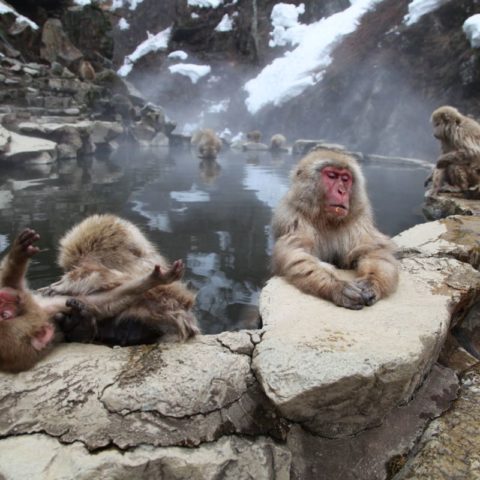 Makaki Śnieżne w japońskich Himalajach, fot. Beata Pawlikowska