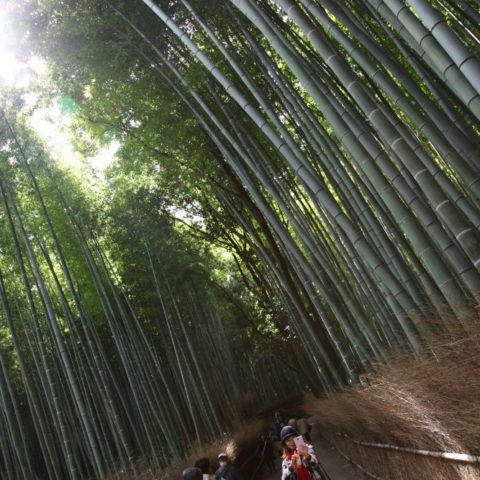 W Bambusowym Lesie, fot. Beata Pawlikowska