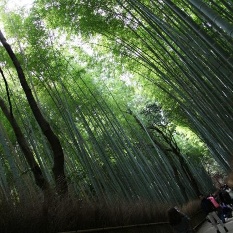W Bambusowym Lesie, fot. Beata Pawlikowska