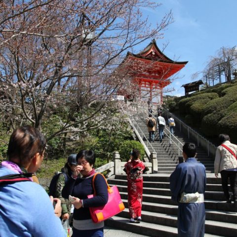 Kyoto - miasto tysiąca świątyń, W parku kwitnących wiśni, fot. Beata Pawlikowska