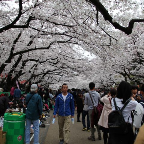Sakura - festiwal kwitnących wiśni, fot. Beata Pawlikowska