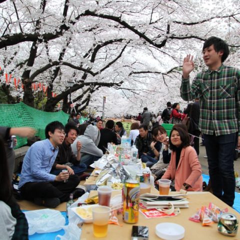 Sakura - festiwal kwitnących wiśni, fot. Beata Pawlikowska