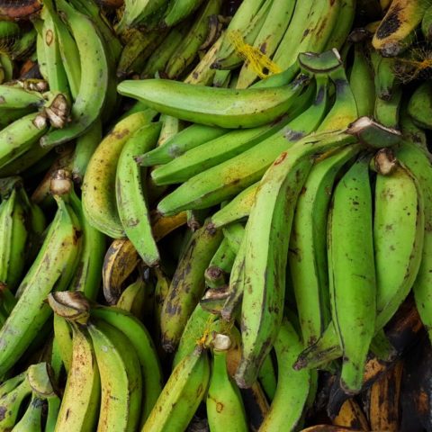 Banany warzywne, fot. Beata Pawlikowska