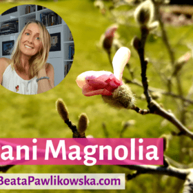 Pani Magnolia
