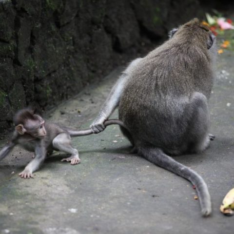 Mama małpa z nieposlusznym dzieckiem, Bali, Indonezja,  fot. Beata Pawlikowska