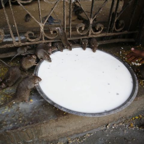 Szczury w Świątyni Szczurów, Indie,  fot. Beata Pawlikowska